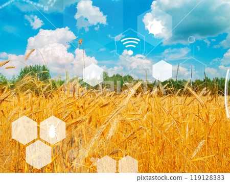 Exploring the Beauty of Nature Displayed in a Wheat Field with a Digital Interactive Overlay 119128383