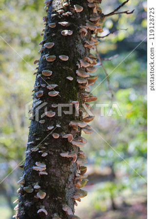 A strange mushroom growing on a tree that looks inedible 119128725