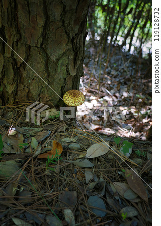 A strange mushroom growing on a tree that looks inedible A strange mushroom growing on a tree that looks inedible 119128732