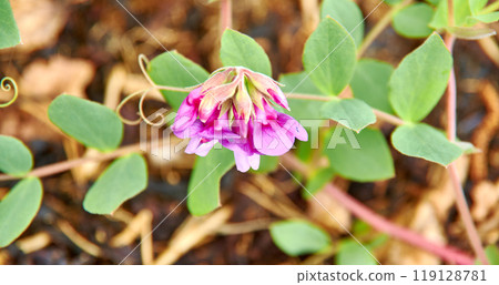 Sweet pea 119128781