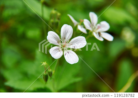 Geranium pratense 119128782