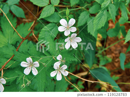 Geranium pratense 119128783