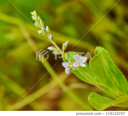 Veronica officinalis 119128787