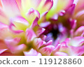 大麗花花瓣 119128860