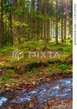 shypit water stream in autumn. sunny day. forest scenery at the foot of borzhava ridge in ukraine. stones on the shore. popular travel destination of transcarpathia 119128983