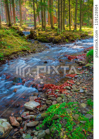 shypit water stream in autumn. sunny day. forest scenery at the foot of borzhava ridge in ukraine. stones on the shore. popular travel destination of transcarpathia. bridge behind fir forest shypit water stream in autumn. sunny day. forest scenery at the foot of borzhava ridge in ukraine. stones on the shore. popular travel destination of transcarpathia. bridge behind fir forest 119128984