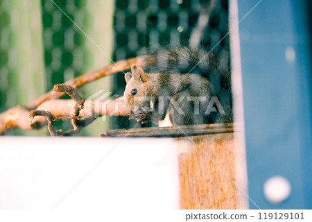 Hokkaido squirrel eating something 119129101