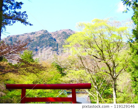 神社鳥居與初春的新綠 神社鳥居與初春的新綠 119129146