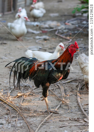 The fighting cock in garden nature farm The fighting cock in garden nature farm 119129628