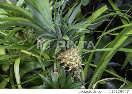 年輕的鳳梨果實 119129647