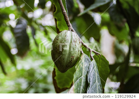 Cacao fruit 119129924
