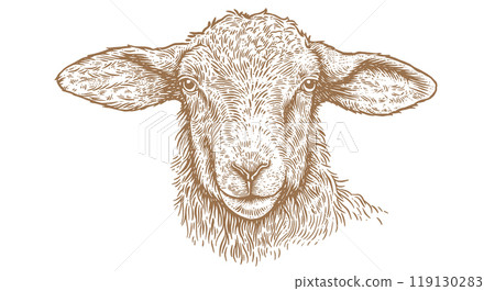 Sheep, lamb, mutton. Vintage retro print, black white sheep drawing, sketch ink pencil draw, engrave old school style. Sketch artwork silhouette head sheep. Head sheep, lamb. Vector Illustration Sheep, lamb, mutton. Vintage retro print, black white sheep drawing, sketch ink pencil draw, engrave old school style. Sketch artwork silhouette head sheep. Head sheep, lamb. Vector Illustration 119130283
