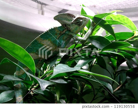 變色龍抓住樹枝 119130558