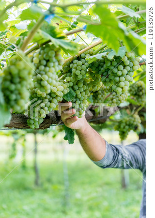 bunch of grapes, vineyard, albaninho 119130726