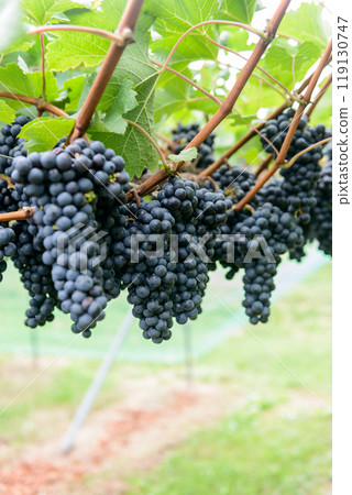 bunch of grapes, vineyard, merlot, merlot bunch of grapes, vineyard, merlot, merlot 119130747