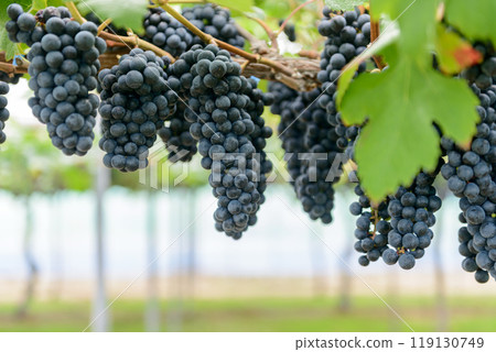 bunch of grapes, vineyard, merlot, merlot 119130749