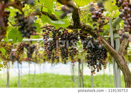 bunch of grapes, vineyard, merlot, merlot 119130753