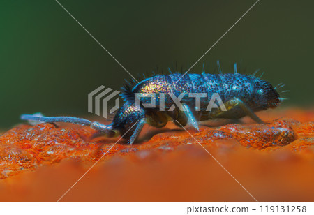 Slender springtail, Orchesella flavescens on wood, close up focus stacked macro photo Slender springtail, Orchesella flavescens on wood, close up focus stacked macro photo 119131258