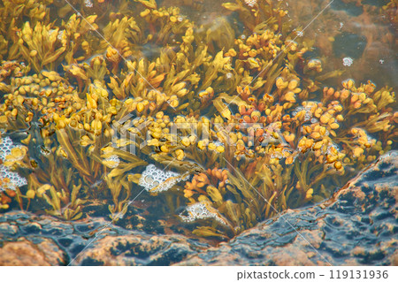 Brown algae White Sea Fucus Brown algae White Sea Fucus 119131936