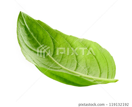 fresh green basil leaf fresh green basil leaf 119132192