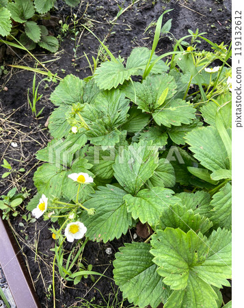 Lush strawberry plant with delicate white flowers thriving in the garden, representing the essence of gardening and natural growth. vibrant green leaves contrast beautifully with the soil, capturing 119132612