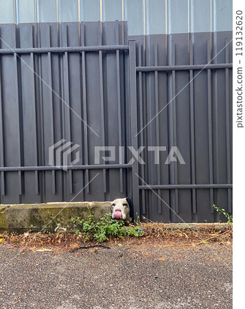 Curious dog peeks through a small gap in a metal fence, capturing a moment of unexpected charm. Pet concept Curious dog peeks through a small gap in a metal fence, capturing a moment of unexpected charm. Pet concept 119132620
