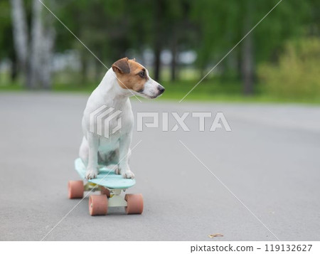 Jack Russell Terrier dog rides a penny board in the park. Jack Russell Terrier dog rides a penny board in the park. 119132627