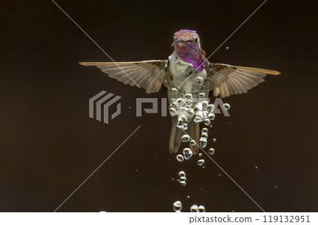 Anna's hummingbird (Calypte anna) Enjoying the Water Fountain Drops. Anna's hummingbird (Calypte anna) Enjoying the Water Fountain Drops. 119132951