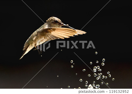 Anna's hummingbird (Calypte anna) Enjoying the Water Fountain Drops. Anna's hummingbird (Calypte anna) Enjoying the Water Fountain Drops. 119132952