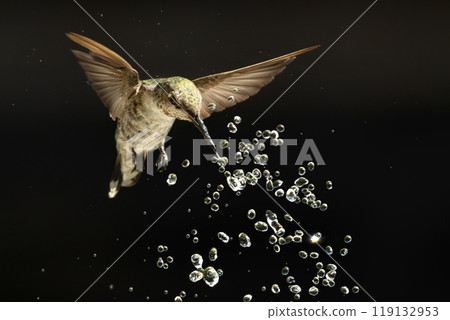 Anna's hummingbird (Calypte anna) Enjoying the Water Fountain Drops. Anna's hummingbird (Calypte anna) Enjoying the Water Fountain Drops. 119132953