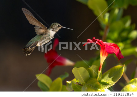 Anna's hummingbird (Calypte anna) Enjoying the Red Mandevilla. Anna's hummingbird (Calypte anna) Enjoying the Red Mandevilla. 119132954