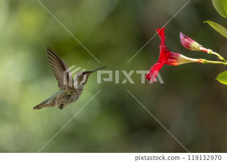 Anna's hummingbird (Calypte anna) Enjoying the Red Mandevilla. 119132970