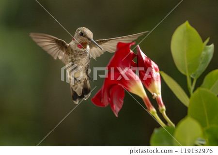 Anna's hummingbird (Calypte anna) Enjoying the Red Mandevilla. 119132976