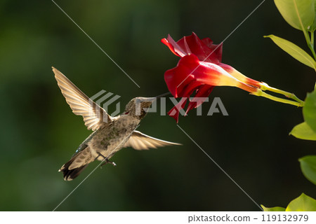 Anna's hummingbird (Calypte anna) Enjoying the Red Mandevilla. Anna's hummingbird (Calypte anna) Enjoying the Red Mandevilla. 119132979