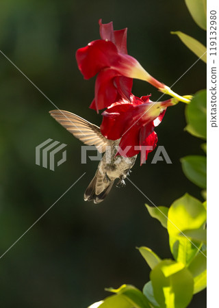Anna's hummingbird (Calypte anna) Enjoying the Red Mandevilla. Anna's hummingbird (Calypte anna) Enjoying the Red Mandevilla. 119132980