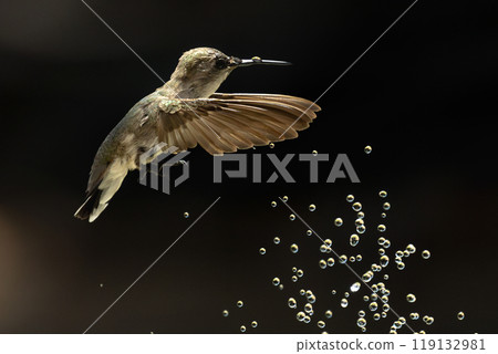 Anna's hummingbird (Calypte anna) Enjoying the Water Fountain Drops. Anna's hummingbird (Calypte anna) Enjoying the Water Fountain Drops. 119132981