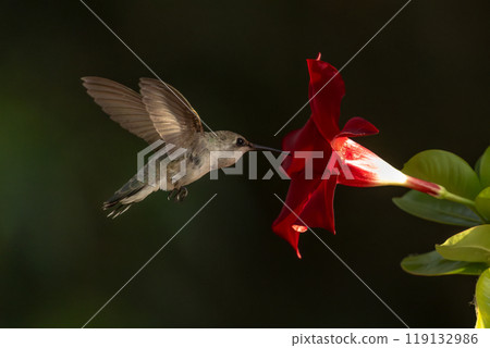 Anna's hummingbird (Calypte anna) Enjoying the Red Mandevilla. Anna's hummingbird (Calypte anna) Enjoying the Red Mandevilla. 119132986