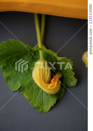 Yellow zucchini flower and leaf on the gray background. 119133000