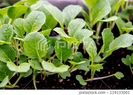 small bok choi seedlings (bok choy or chinese cabbage). small bok choi seedlings (bok choy or chinese cabbage). 119133001
