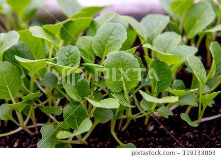 small bok choi seedlings (bok choy or chinese cabbage). small bok choi seedlings (bok choy or chinese cabbage). 119133003