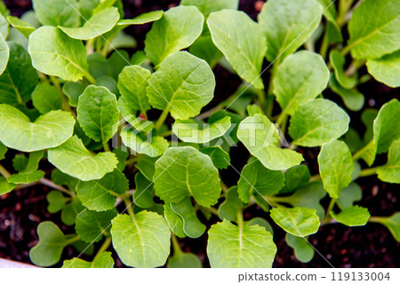 small bok choi seedlings (bok choy or chinese cabbage). 119133004