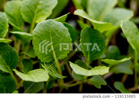 small bok choi seedlings (bok choy or chinese cabbage). small bok choi seedlings (bok choy or chinese cabbage). 119133005