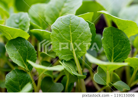 small bok choi seedlings (bok choy or chinese cabbage). small bok choi seedlings (bok choy or chinese cabbage). 119133006
