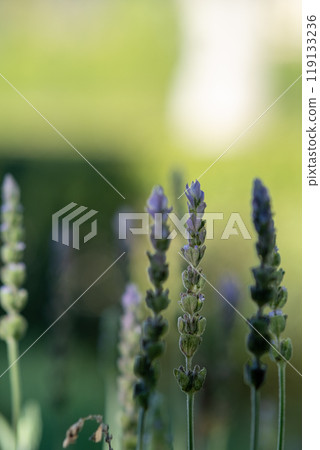 lilac lavender aromatic flowers close-up 119133236