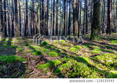 A captivating image of a forest floor adorned with vibrant green moss. The contrast between the dark pine trees and the bright green moss creates a visually stunning composition. 119133543