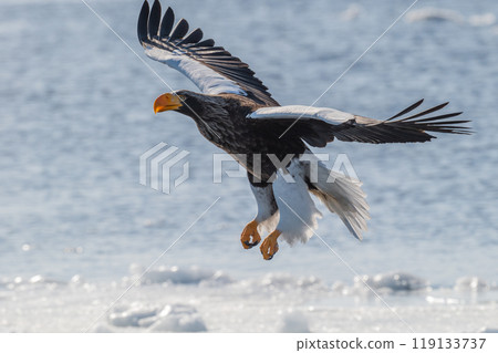 知床冬天 119133737