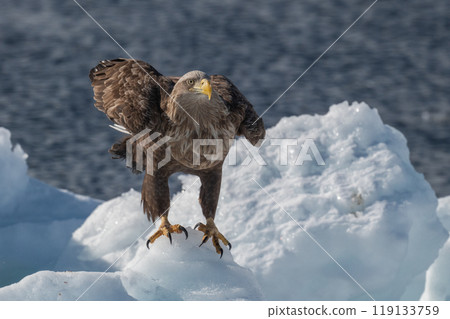 知床冬天 119133759