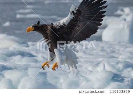 知床冬天 119133869