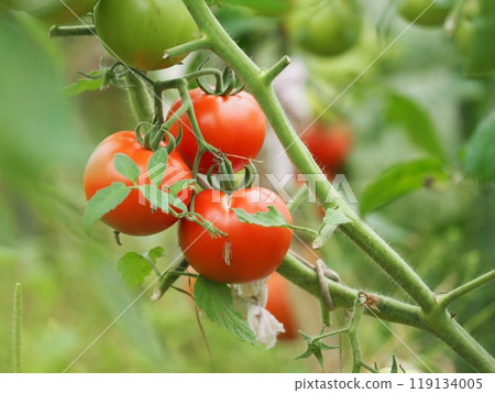 Ripe fresh natural tomatoes grow on a branch in a greenhouse. Bio Ecologically clean vegetables tomatoes farms. Non-GMO Solanaceae Agroculture. Organic garden. Harvest season at farm Ripe fresh natural tomatoes grow on a branch in a greenhouse. Bio Ecologically clean vegetables tomatoes farms. Non-GMO Solanaceae Agroculture. Organic garden. Harvest season at farm 119134005