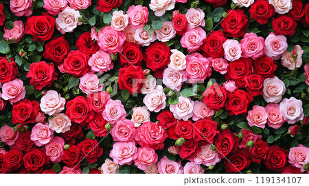 粉紅色和紅色的玫瑰花 粉紅色和紅色的玫瑰花 119134107
